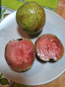 Los Cristianos Guave – grüne Schale, rosa Fruchtfleisch, Psidium guajava, fagyérzékeny, gyümölcs